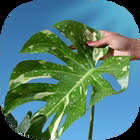 XL plants