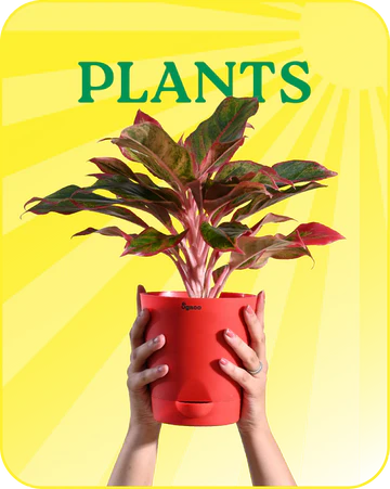 Plants